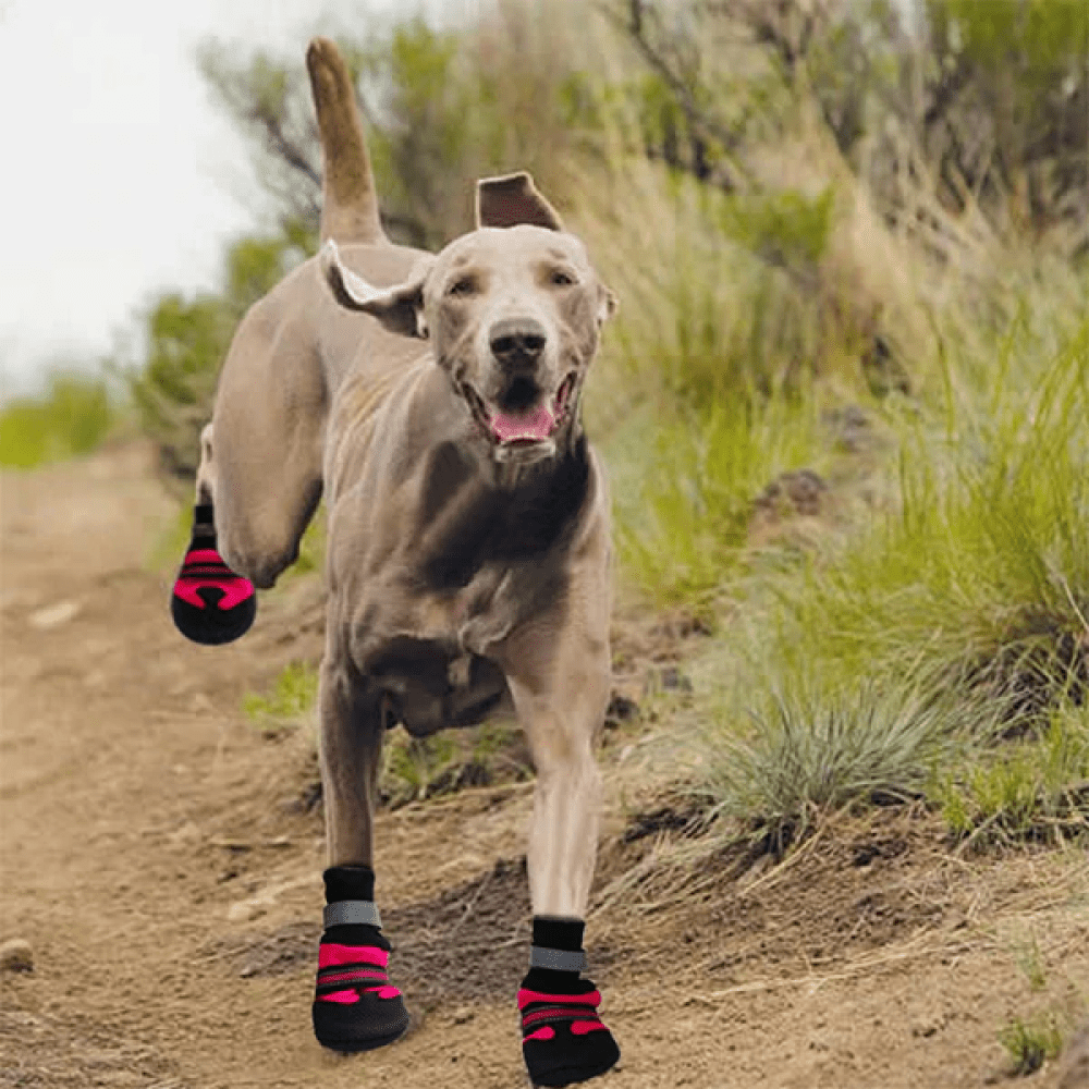 Pawsindia Walkers For Dogs (Blue, Black)