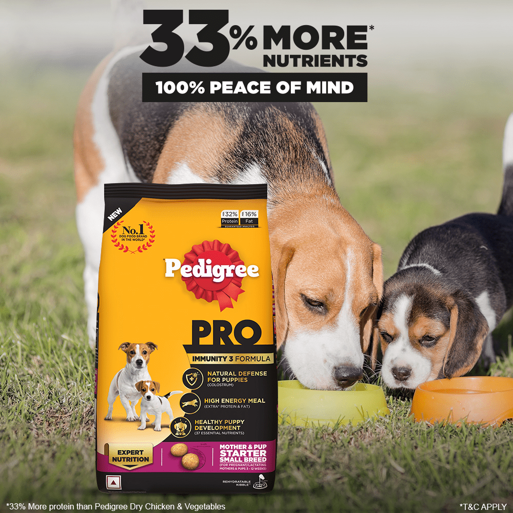 Pedigree PRO Expert Nutrition Lactating/Pregnant Mother & Puppy Starter Small Breed Dry and Chicken Chunks in Gravy Puppy Wet Food Combo