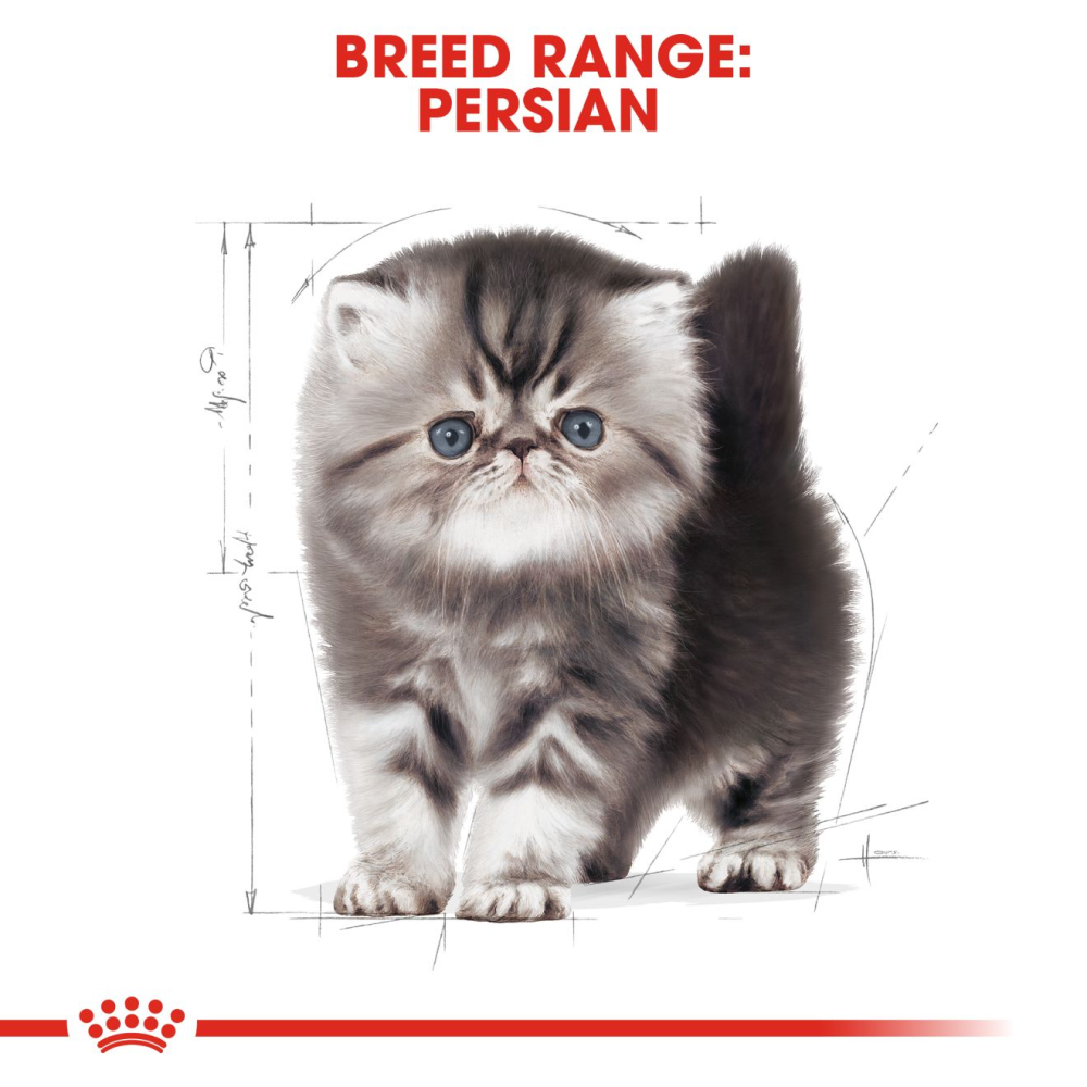 Royal Canin Persian Kitten 2 KG + Cat Collar Free