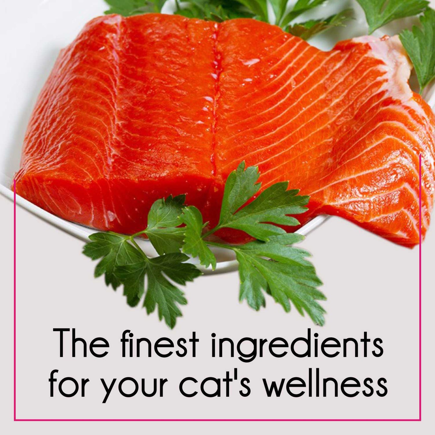 Purepet Tuna and Salmon Adult Cat Dry Food