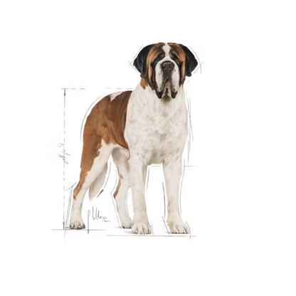 Royal Canin Giant Adult Dog Dry Food